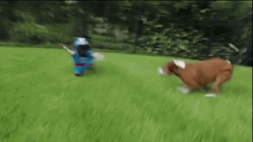 football-dogs.gif