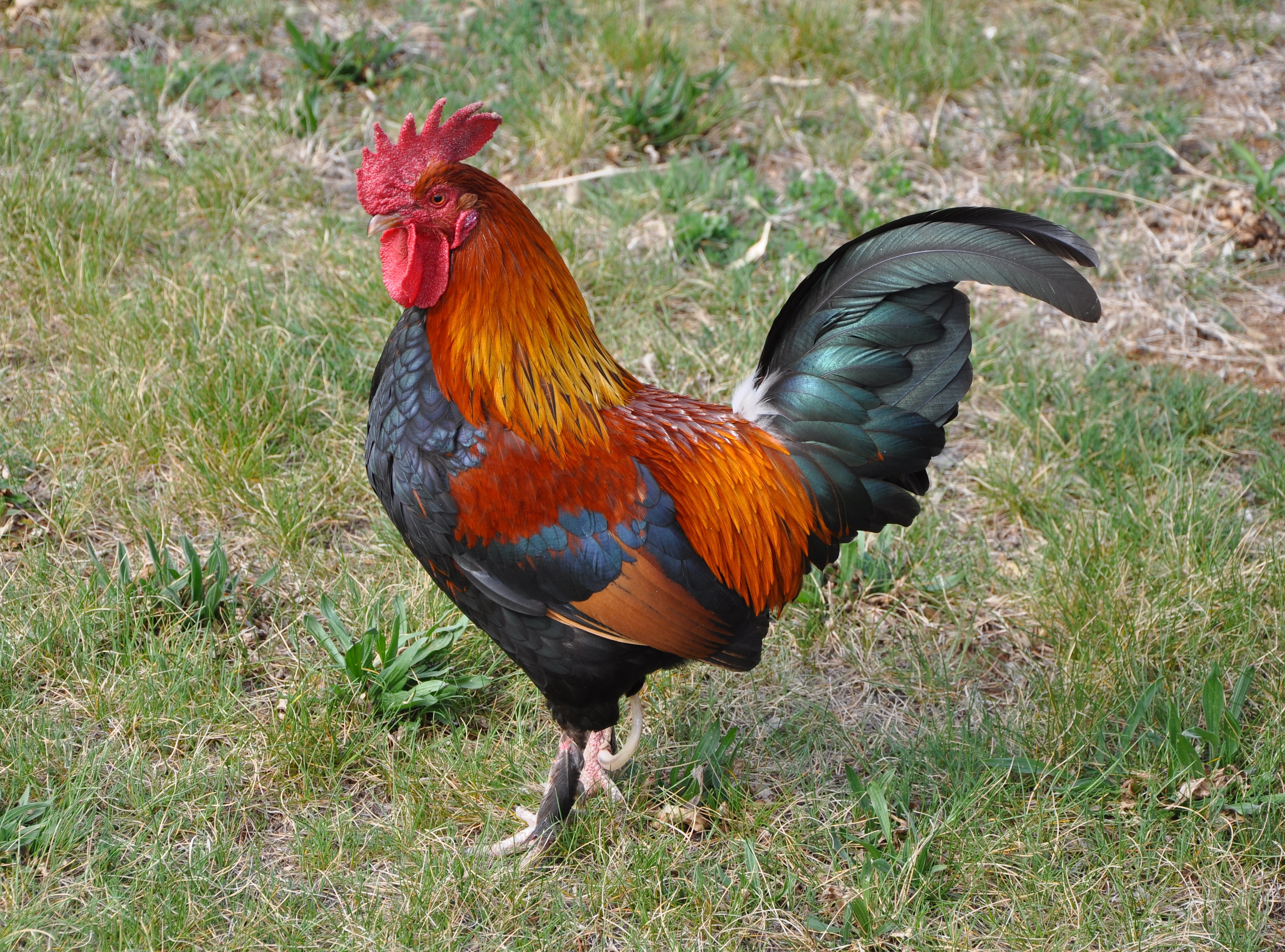 Rooster-1.jpg