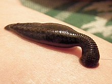 220px-Sucking_leech.jpg