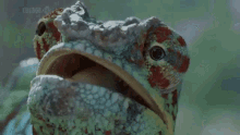 lizard-dafuq.gif