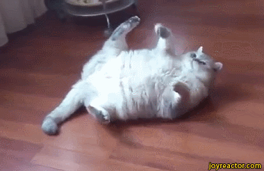 gif-fat-cat-roll-1201715.gif