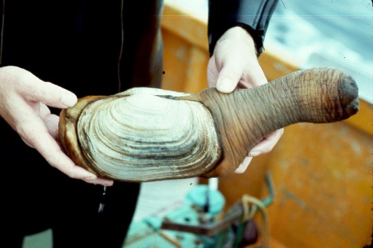 geoduck_clam_2.jpg