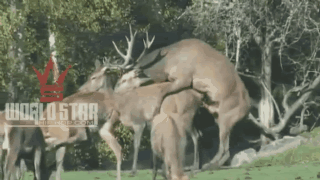 innngifv4_zps90a4c3e4.gif