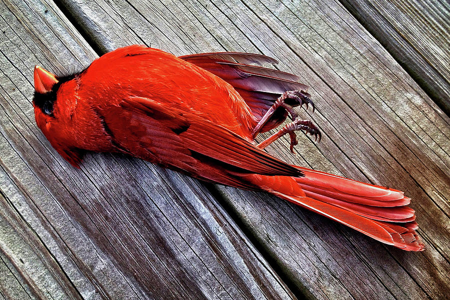 Image result for dead cardinal