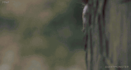 1e50089867cee7a29fc7975747e0600d.gif