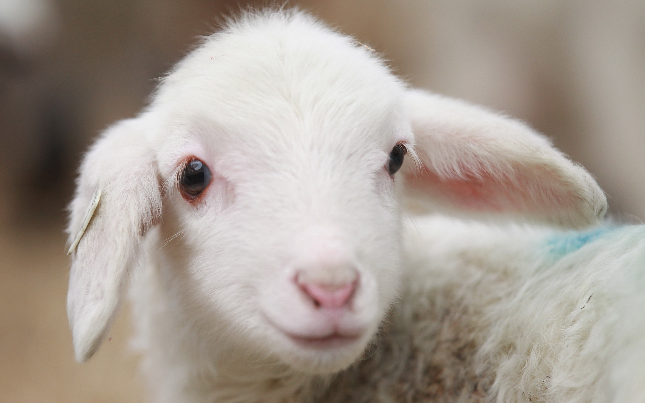 Animals_Various_together_Young_sheep_033809_.jpg