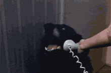 dog-phone.gif
