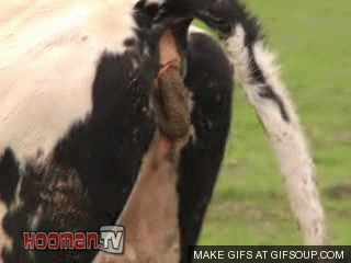 pooping-cow-o.gif