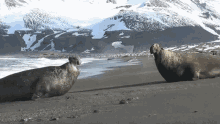 Elephant Seal Come At Me Bro GIF - Elephant Seal Come At Me ...