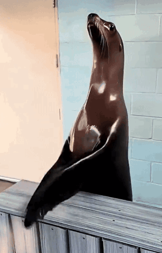 sea-lion.gif