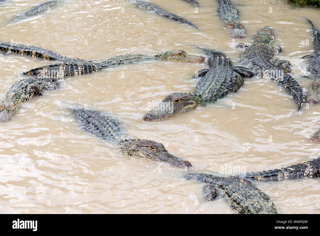 a-pond-full-of-alligators-W40NJW.jpg