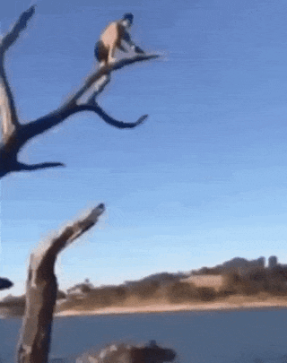 funny-fail-man-falls-tree-dive.gif
