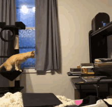 funny-animals-cat.gif