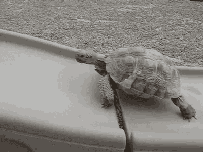 turtle-slippery.gif