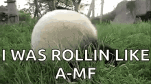 rolling-panda-amf.gif