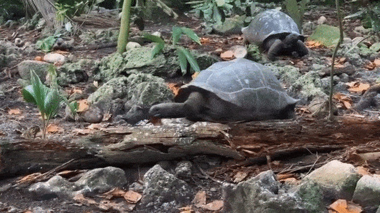 Deadly-Tortoise-Hunting-Baby-Bird.gif