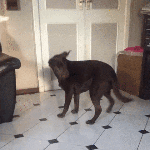 dog-chasing-tail-9.gif