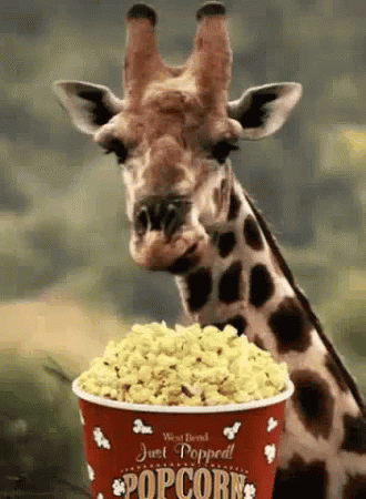 Giraffe Eating GIF - Giraffe Eating Popcorn - Discover & Share GIFs