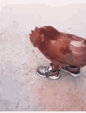 chicken-shoes-funny-animals.gif