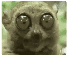 Image result for big eyes gif