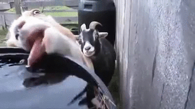 Durstig thirsty GIF - Find on GIFER