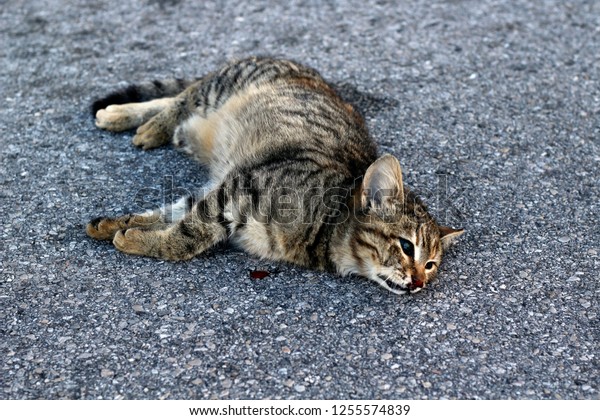 dead-cat-on-road-600w-1255574839.jpg