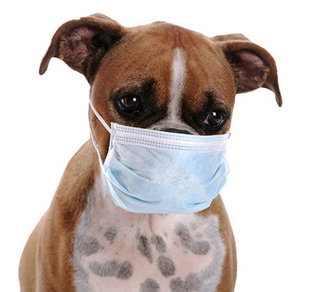 dog-flu.jpg