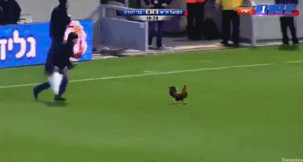 funny+rooster.gif