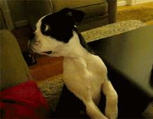 confused-dog-looking-around-derp-1352998842B.gif