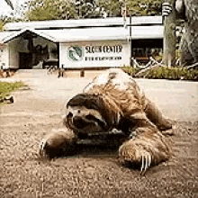 sloth-crawling.gif