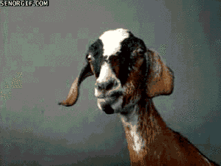 11 Goat GIFs That You Goat to See - Señor GIF - Pronounced GIF or JIF?