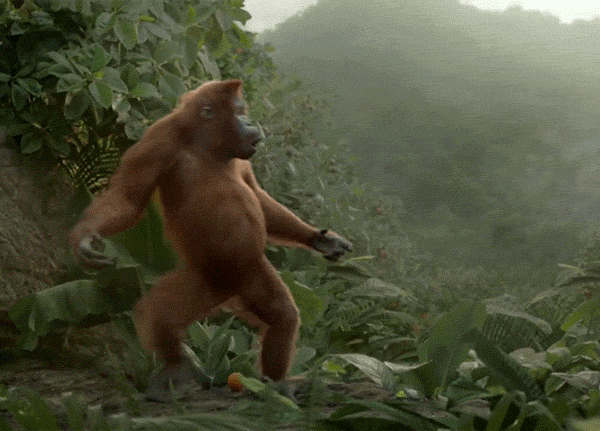 MRW I wake up in the middle of a jungle with nothing but an orange. - GIF  on Imgur