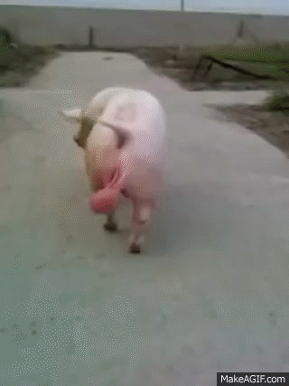 pig with big balls on Make a GIF