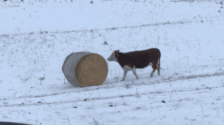 Crazy Hereford cows rolling 1000+ pound wheat straw bale.[video] on Make a  GIF