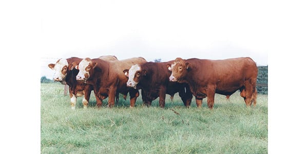 bulls-on-pasture.jpg